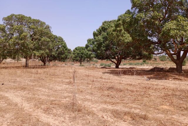 Protégé : Verger de 3,06 hectares vers Notto Diobass