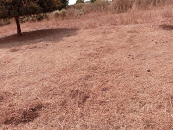 Verger de 3600 m² vers Tassette