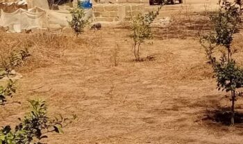 Verger de 5250 m² vers Tassette