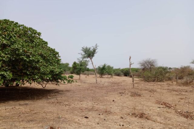 Terrain de 9815 m² vers Notto Diobass