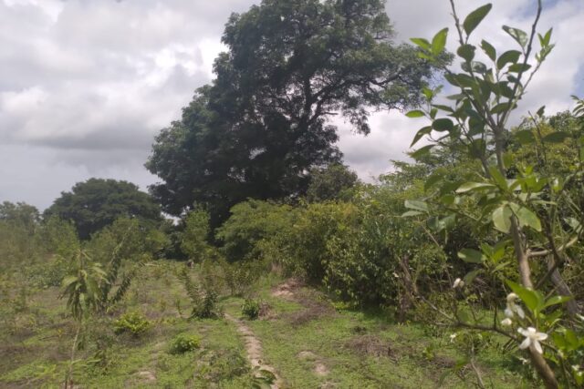 Terrain de 1 hectare vers Kafountine