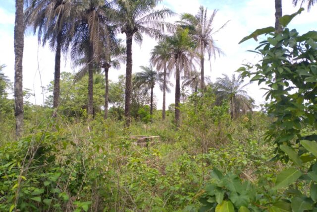 Terrain de 1 hectare vers Kafountine