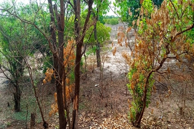Terrain de 100 hectares vers Linkering