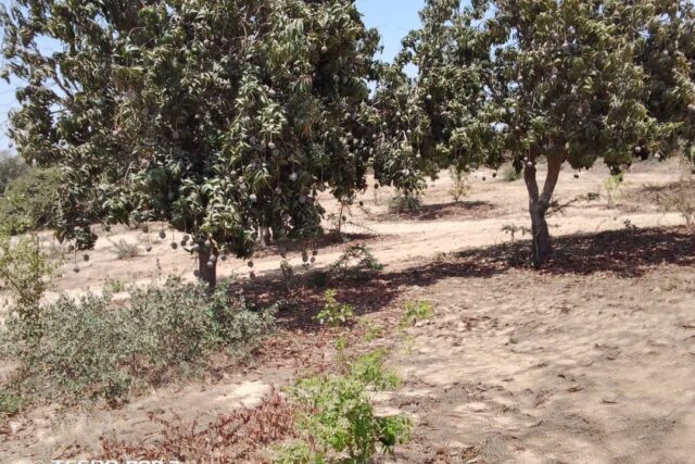 Verger de 2 hectares vers Taiba Ndiaye