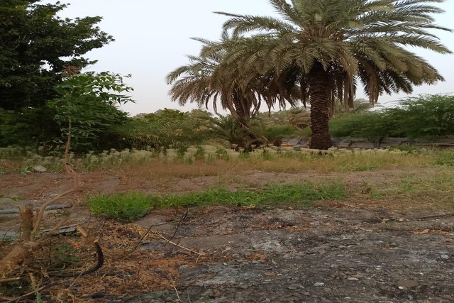 Verger de 1,5 hectare vers Gandon