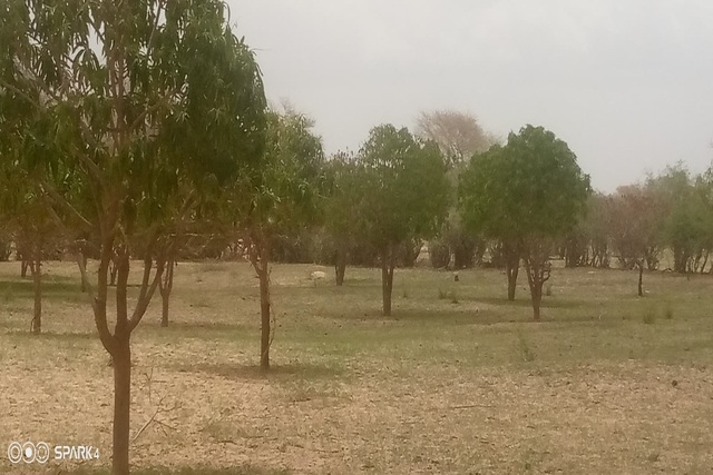 Verger de 1,5 hectare vers Koul