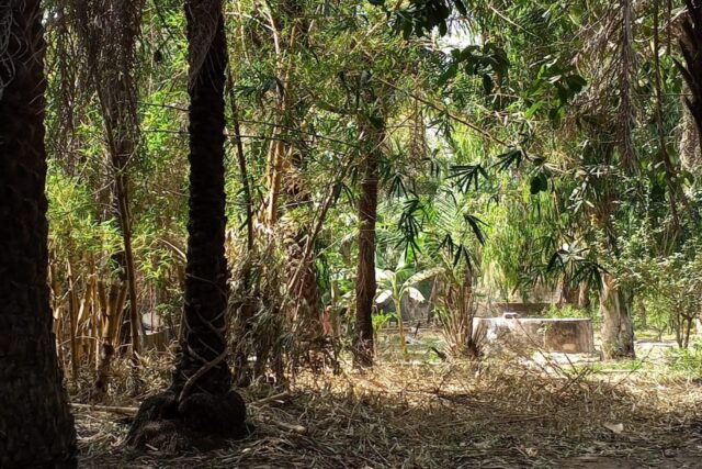 Verger de 1 hectare vers Kafountine