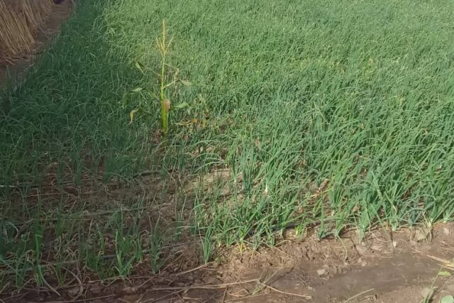 Verger de 5 000 m² vers Nguéniène