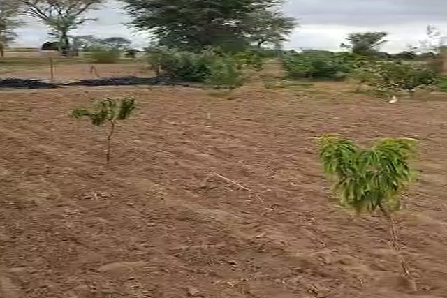 Verger de 6000 m² vers Thiénaba