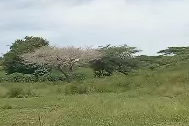 Terrain de 6 hectares vers Leona