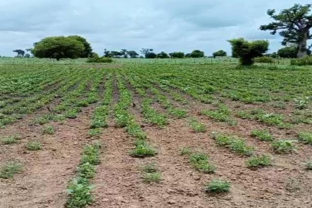 Terrain de 1 hectare vers Sandiara