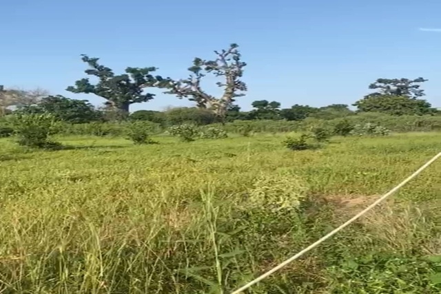 Verger de 4 405 m² vers Notto Diobass