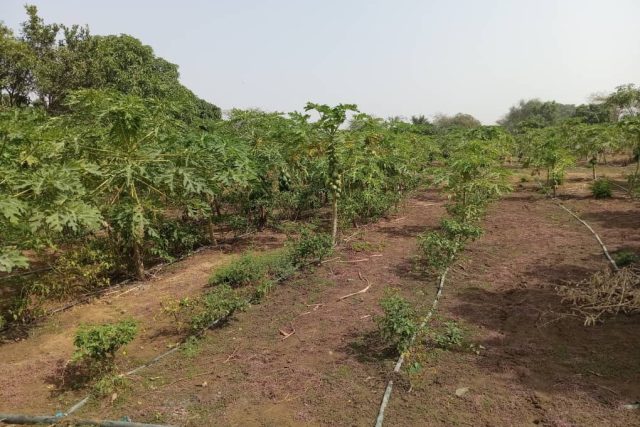 Verger de 2 hectares vers Pout