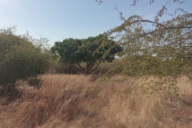 Terrain de 5000 m² vers Sindia