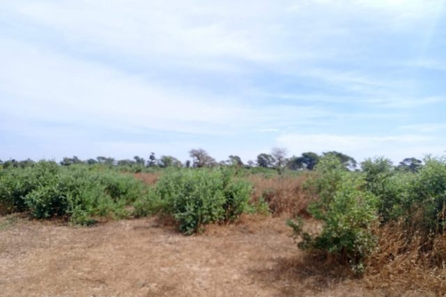 Verger de 6745 M² vers Tassette