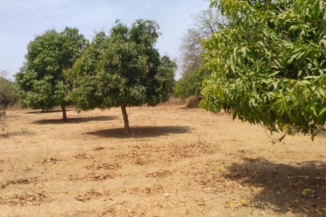 Verger de 6 hectares vers Fandéne