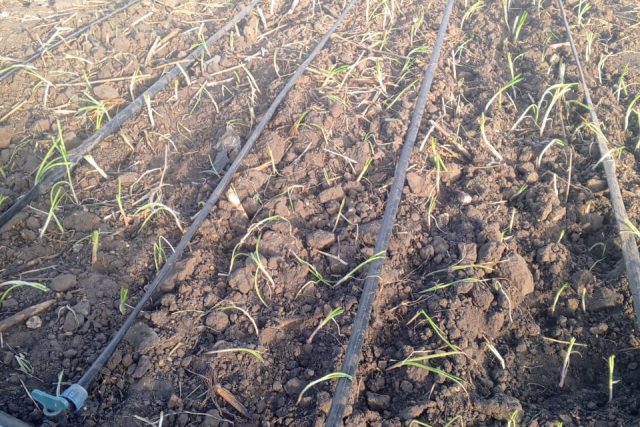 Verger de 6 590 m² vers Nguéniène