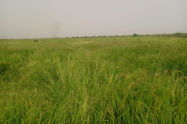 Terrain Agricole de 30,08 ha vers Diama Sain Louis