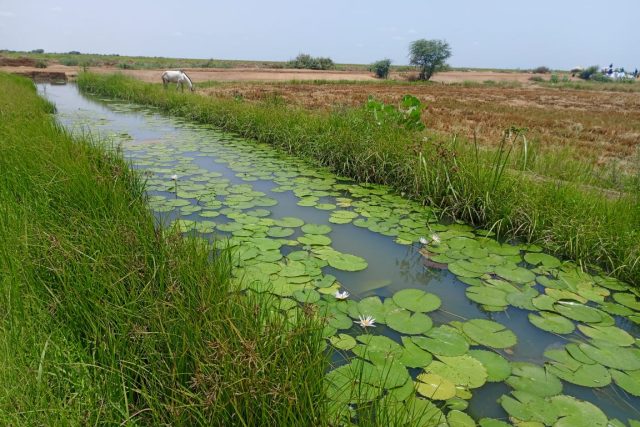 Location d’un terrain agricole de 74 hectares à proximité de Ronkh (Saint-Louis)