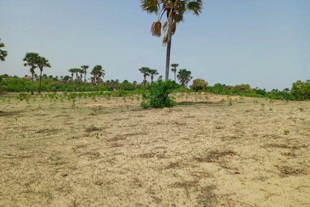 Verger de 2,32 hectares vers Tivaouane – Thiès